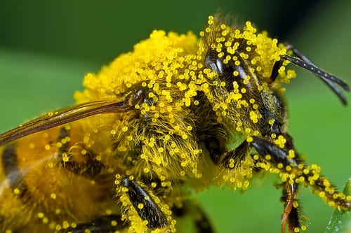 Melihat Perjuangan Lebah Mendapatkan Madu